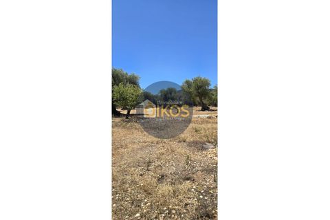 Terra a Monopoli, Bari, Monopoli - € 90.000 | Ref: 149 - foto 10