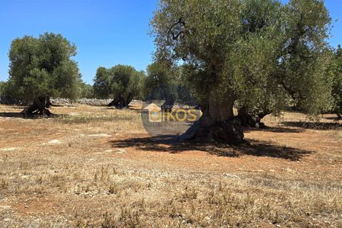 Terra a Monopoli, Bari, Monopoli - € 90.000 | Ref: 149 - foto 12