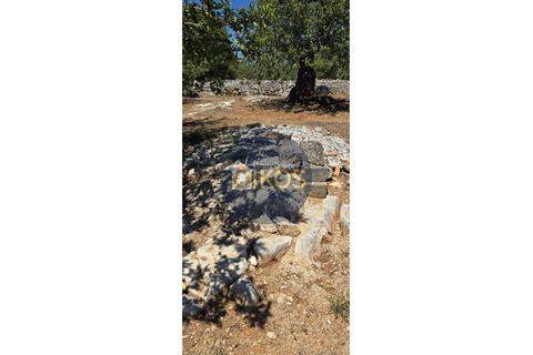 Terra a Monopoli, Bari, Monopoli - € 90.000 | Ref: 149 - foto 15