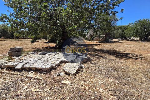 Terra a Monopoli, Bari, Monopoli - € 90.000 | Ref: 149 - foto 17