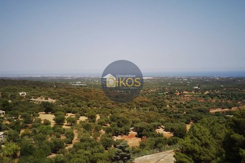Terra a Monopoli, Bari, Monopoli - € 20.000 | Ref: 157 - foto 2