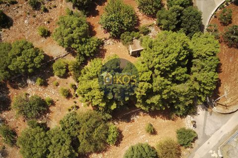 Terra a Monopoli, Bari, Monopoli - € 20.000 | Ref: 157 - foto 3