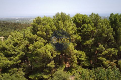 Terra a Monopoli, Bari, Monopoli - € 20.000 | Ref: 157 - foto 4