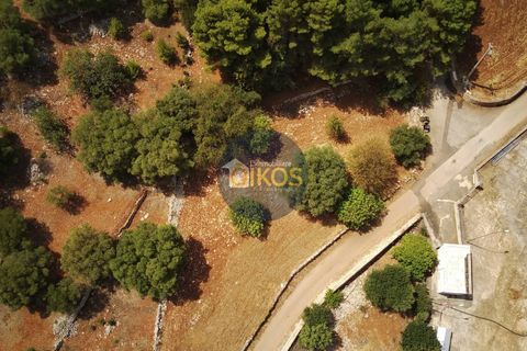 Terra a Monopoli, Bari, Monopoli - € 20.000 | Ref: 157 - foto 5