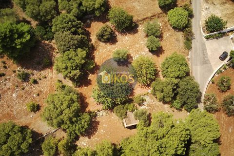 Terra a Monopoli, Bari, Monopoli - € 20.000 | Ref: 157 - foto 6
