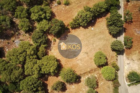 Terra a Monopoli, Bari, Monopoli - € 20.000 | Ref: 157 - foto 7