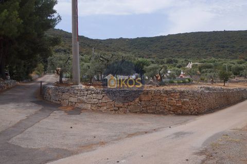 Terra a Monopoli, Bari, Monopoli - € 20.000 | Ref: 157 - foto 12