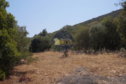Terra a Monopoli, Bari, Monopoli - € 20.000 | Ref: 157 - foto 17