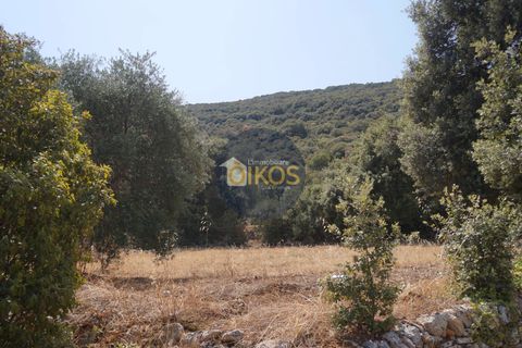 Terra a Monopoli, Bari, Monopoli - € 20.000 | Ref: 157 - foto 19