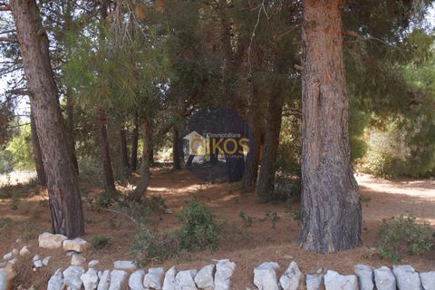 Terra a Monopoli, Bari, Monopoli - € 20.000 | Ref: 157 - foto 22