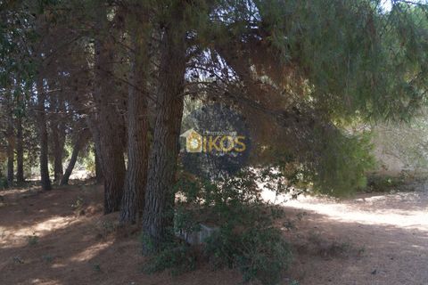 Terra a Monopoli, Bari, Monopoli - € 20.000 | Ref: 157 - foto 23