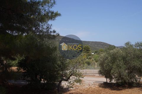 Terra a Monopoli, Bari, Monopoli - € 20.000 | Ref: 157 - foto 24