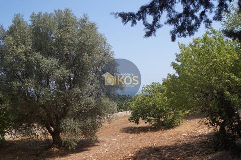 Terra a Monopoli, Bari, Monopoli - € 20.000 | Ref: 157 - foto 25