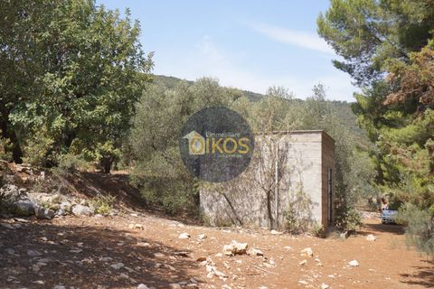 Terra a Monopoli, Bari, Monopoli - € 20.000 | Ref: 157 - foto 27