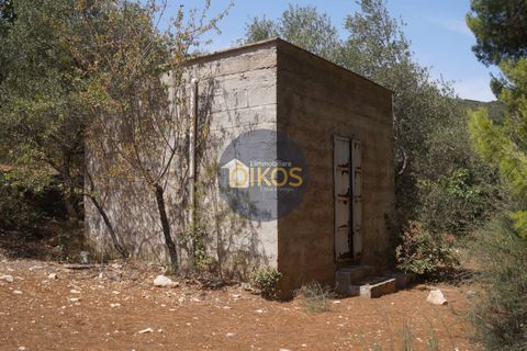 Terra a Monopoli, Bari, Monopoli - € 20.000 | Ref: 157 - foto 29