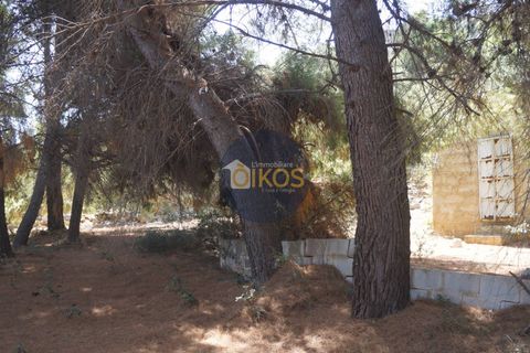 Terra a Monopoli, Bari, Monopoli - € 20.000 | Ref: 157 - foto 32