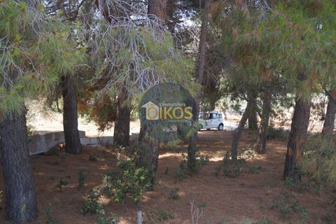 Terra a Monopoli, Bari, Monopoli - € 20.000 | Ref: 157 - foto 34
