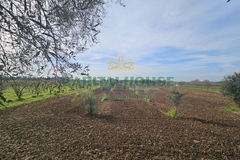 Villa a Pignataro Maggiore, Caserta, Pignataro Maggiore - € 78.000 | Ref: 78000indipendente - foto 8