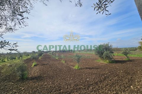 Villa a Pignataro Maggiore, Caserta, Pignataro Maggiore - € 78.000 | Ref: 78000indipendente - foto 9