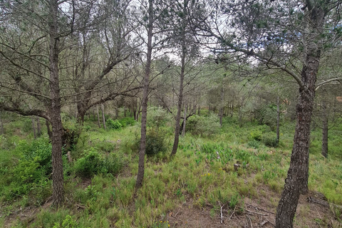 Finca i Asco, Tarragona, Asco - € 12 000 | Ref: Asc - foto 13