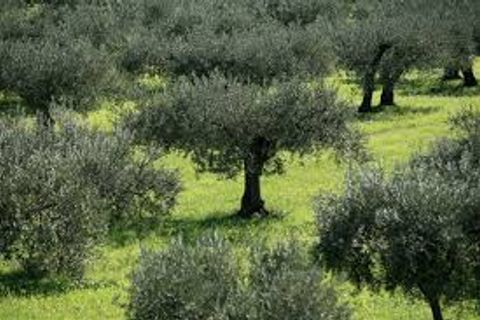 Helårsgrund i Ripatransone, Ascoli Piceno, Ripatransone - € 300.000 | Ref: V654 - foto 3
