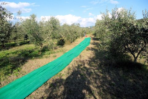 Landejendom i Massa Marittima, Grosseto, Massa Marittima - € 1.750.000 | Ref: 663 - foto 15