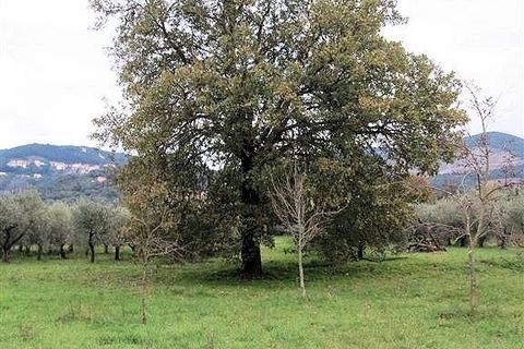 Landejendom i Gavorrano, Grosseto, Gavorrano - € 130.000 | Ref: 1193 - foto 10