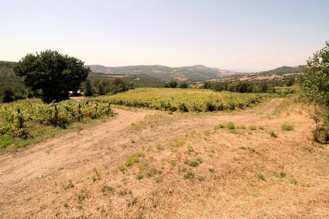 Landejendom i Scansano, Grosseto, Scansano - € 1.950.000 | Ref: 1541 - foto 11