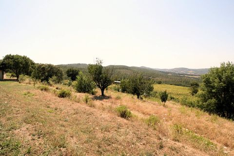 Landejendom i Scansano, Grosseto, Scansano - € 1.950.000 | Ref: 1541 - foto 31