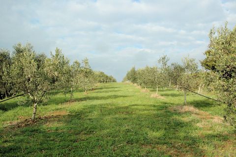 Landejendom i Grosseto, Grosseto, Grosseto - € 590.000 | Ref: 1556 - foto 3