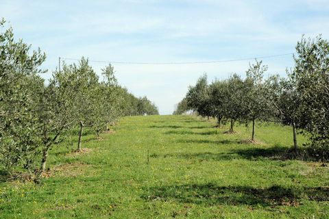 Landejendom i Grosseto, Grosseto, Grosseto - € 590.000 | Ref: 1556 - foto 12