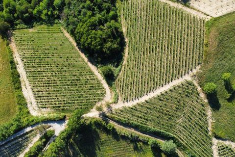 Farm i Carpeneto, Alessandria, Carpeneto - € 700.000 | Ref: 14773 - foto 5