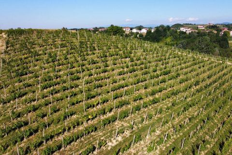 Farm i Carpeneto, Alessandria, Carpeneto - € 700.000 | Ref: 14773 - foto 7
