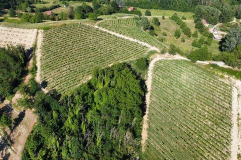 Farm i Carpeneto, Alessandria, Carpeneto - € 700.000 | Ref: 14773 - foto 8