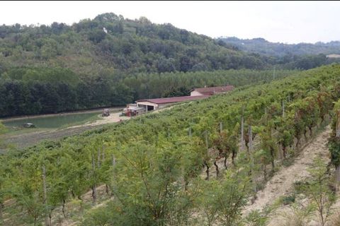 Farm i Carpeneto, Alessandria, Carpeneto - € 700.000 | Ref: 14773 - foto 18