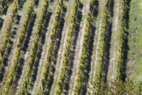 Farm i Carpeneto, Alessandria, Carpeneto - € 700.000 | Ref: 14773 - foto 19