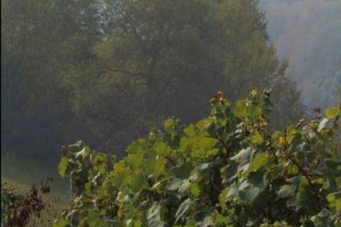 Farm i Carpeneto, Alessandria, Carpeneto - € 700.000 | Ref: 14773 - foto 20