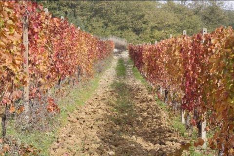 Farm i Carpeneto, Alessandria, Carpeneto - € 700.000 | Ref: 14773 - foto 21