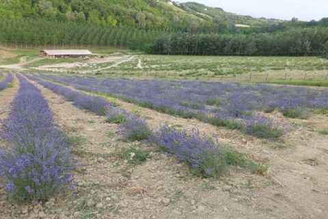 Farm i Carpeneto, Alessandria, Carpeneto - € 700.000 | Ref: 14773 - foto 23