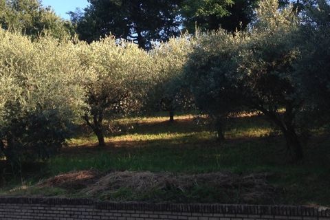 Helårsgrund i Montegiorgio, Fermo, Montegiorgio - € 38.000 | Ref: MG1699 - foto 2