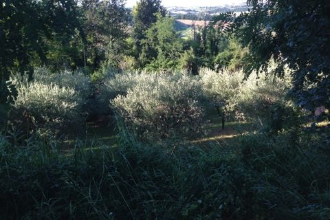 Helårsgrund i Montegiorgio, Fermo, Montegiorgio - € 38.000 | Ref: MG1699 - foto 4