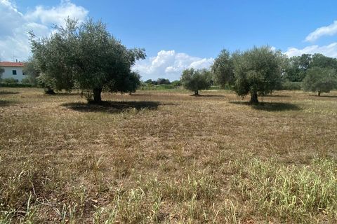 Tomt i Fermo, Fermo, Fermo - € 55 000 | Ref: MG2186 - foto 3