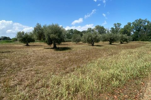 Tomt i Fermo, Fermo, Fermo - € 55 000 | Ref: MG2186 - foto 5