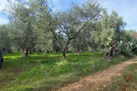 Helårsgrund i Ischitella, Foggia, Ischitella - € 19.000 | Ref: V000734 - foto 4