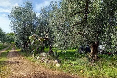 Helårsgrund i Ischitella, Foggia, Ischitella - € 19.000 | Ref: V000734 - foto 5