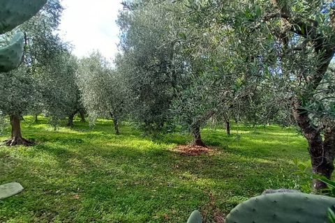 Helårsgrund i Ischitella, Foggia, Ischitella - € 19.000 | Ref: V000734 - foto 6