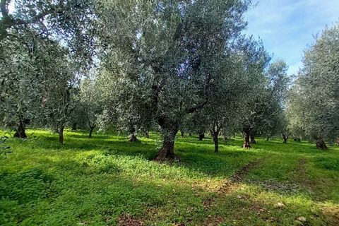 Helårsgrund i Ischitella, Foggia, Ischitella - € 19.000 | Ref: V000734 - foto 7
