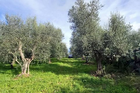 Helårsgrund i Ischitella, Foggia, Ischitella - € 19.000 | Ref: V000734 - foto 8