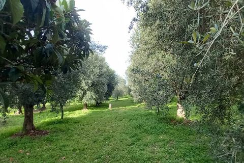 Helårsgrund i Ischitella, Foggia, Ischitella - € 19.000 | Ref: V000734 - foto 9