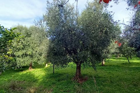 Helårsgrund i Ischitella, Foggia, Ischitella - € 19.000 | Ref: V000734 - foto 10